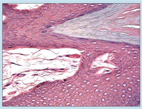 Chapter 17: Integumentary System – Histology: An Identification Manual