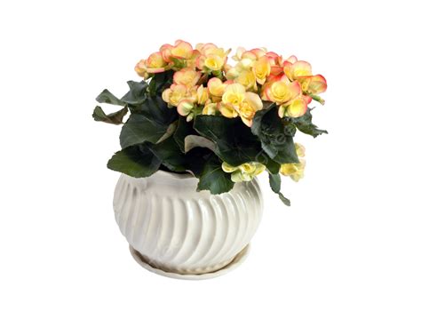 Begonia In Flowerpot Begonia Flower Pot, Posy, Plant, Flowerpot PNG Transparent Image and ...