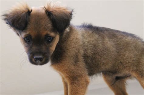 Chihuahua German Shepherd Mix Dog | Dog Breed Information