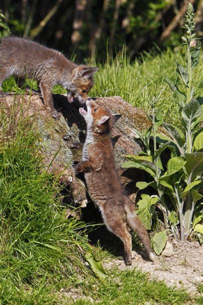 30+ Red Fox Full Body Profile Stock Photos, Pictures & Royalty-Free ...