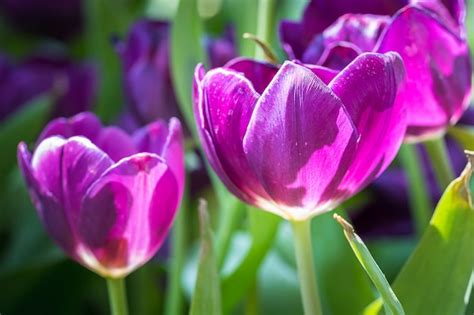 Premium Photo | Purple tulips in the garden