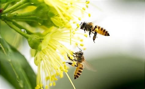 How Does Climate Change Affect Bees? - WorldAtlas