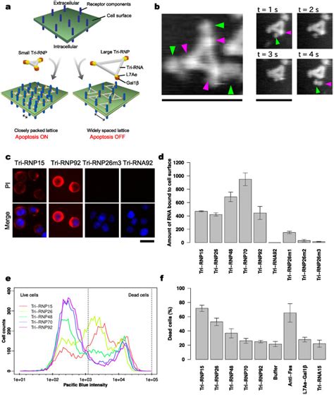 (a), Illustration of apoptosis regulation by manipulating the distances... | Download Scientific ...