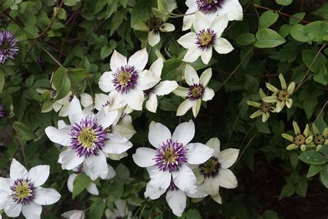 Clematis florida var. sieboldiana