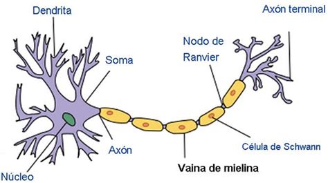 Células del tejido nervioso