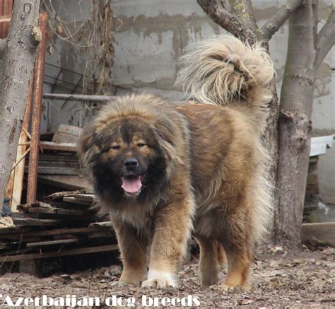 Azerbaijan breeds | BackYard Chickens - Learn How to Raise Chickens