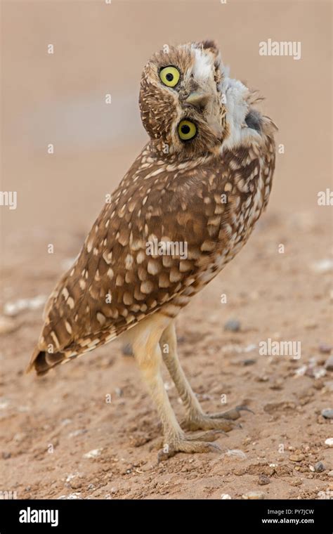 burrowing owl (Athene cunicularia), Arizona Stock Photo - Alamy