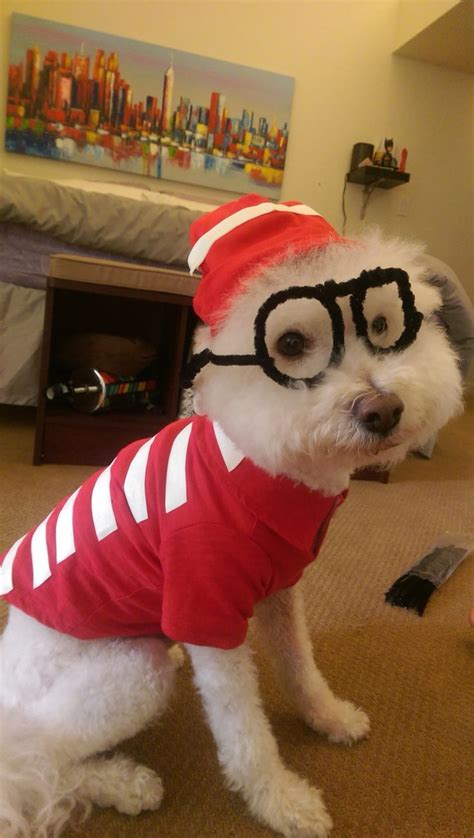 Where's Waldo Dog Costume | Dog costume, Holiday decor, Wheres waldo