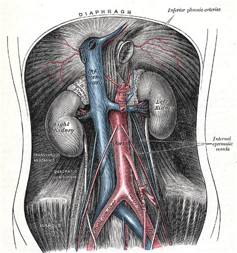 The Ultimate Medical Student Helper: Abdominal aorta