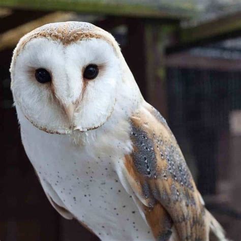 Barn Owl Facts - The Owls Trust