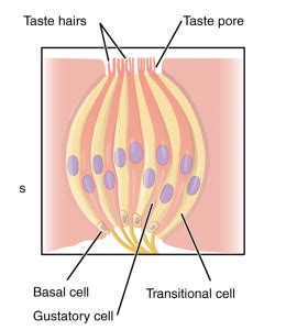 Taste Pathways – Introduction to Sensation and Perception
