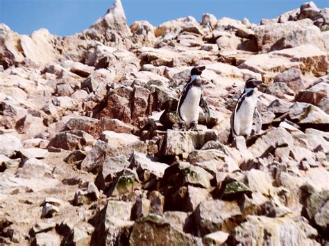 The Ballestas Islands, Peru: Choosing The Right Tours, Wildlife Guide + More – Discoveries Of.