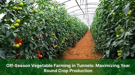 Tunnel Farming in Pakistan - Agribusiness Pakistan