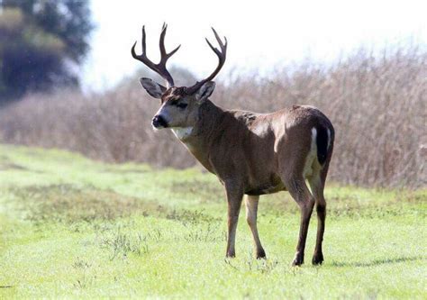 Pin by Ruben Mo on Blacktail/Hybrid/Sitka Bucks | Deer pictures, Deer ...