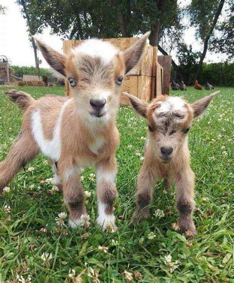 These energetic goats will leap their way into your heart. Just wait ...