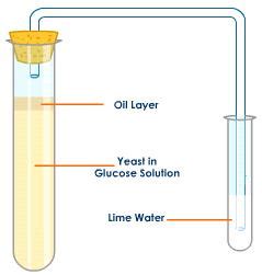 Demonstrating Carbon Dioxide production in Respiration of Yeast 2.39 ...