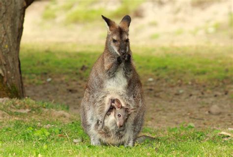 Marsupial Facts | Learn About Marsupials & Their Habitats