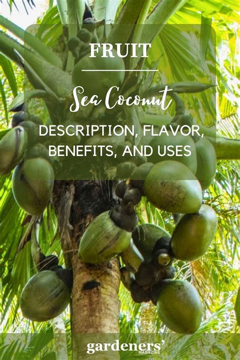 Sea Coconuts: Description, Flavor, Benefits, And Uses - Gardeners' Magazine