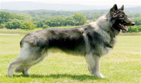 Shiloh Shepherd Breed Facts and Information | PetCoach