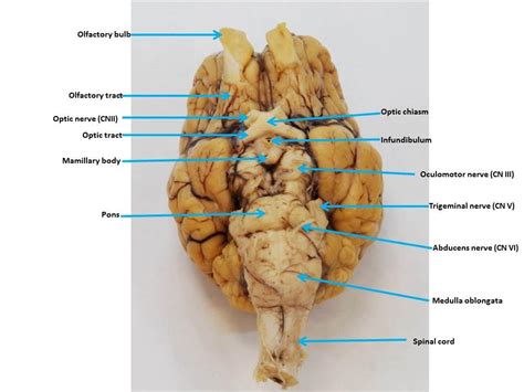 Sheep Brain Images