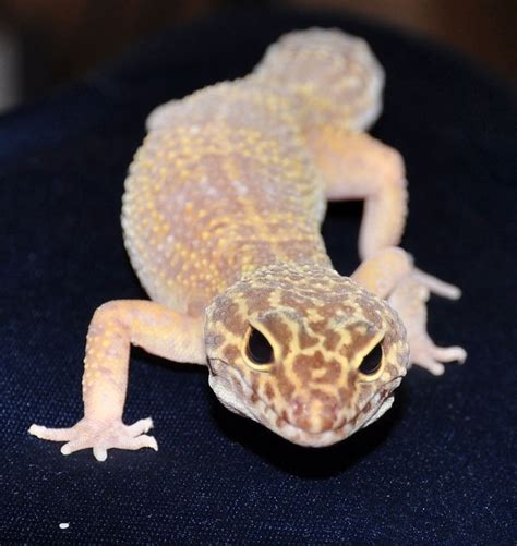 Leopard Gecko Morphs - Learn About Nature