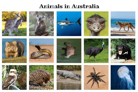 Animals in Australia | Australian Animals you should know | Wildlife