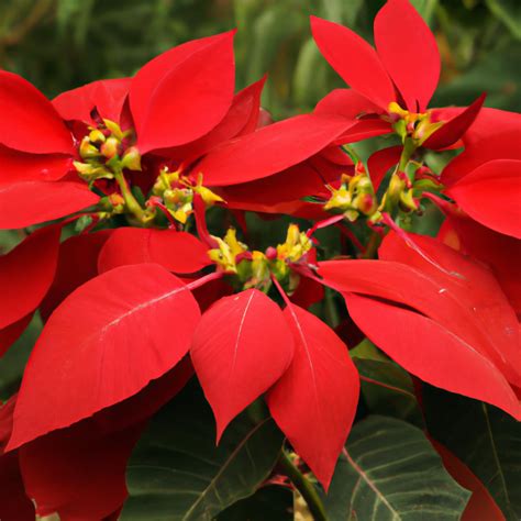 Wild Poinsettia - Lawn Weeds