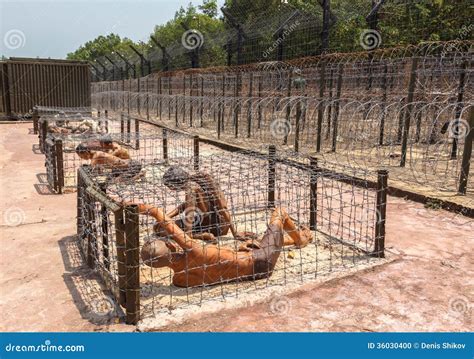 Prigionieri in una gabbia fotografia stock. Immagine di ferro - 36030400