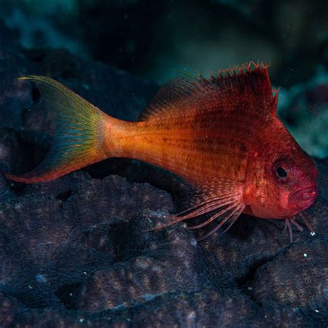 Hawkfish - Red/Swallowtail – Aquarium Gallery