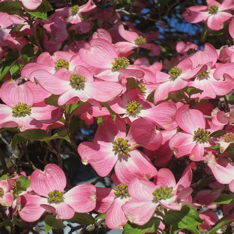 Pink Dogwood Trees for Sale at Arbor Day's Online Tree Nursery - Arbor Day Foundation