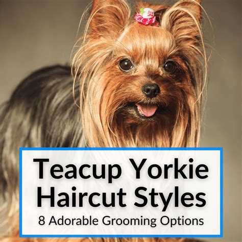 Teacup Yorkie Haircut Styles (8 Adorable Grooming Options)