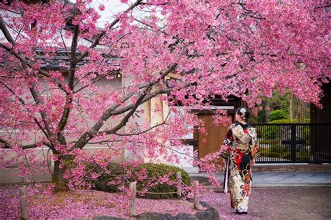 Sakura, la leggenda giapponese che parla del vero amore