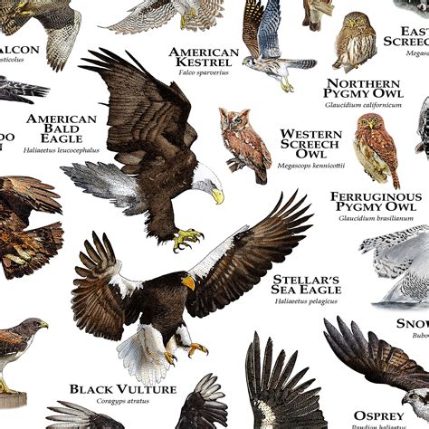 List 98+ Wallpaper Birds Of Prey Pictures And Names Superb