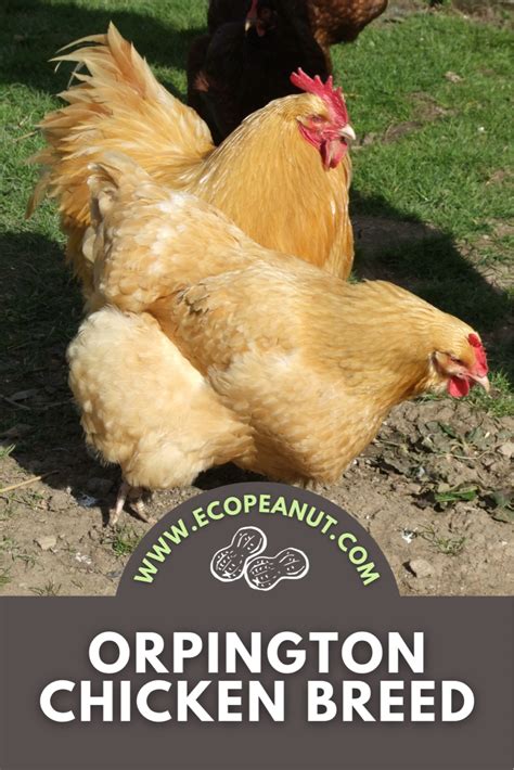 Orpington chicken breed – Artofit