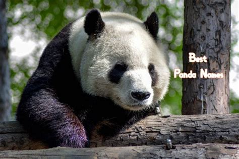 250+ Best Panda Names - Best Way To Name Your Panda - PetPress