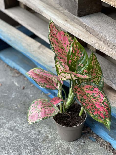 Aglaonema Red Valentine - Jungle Boogie