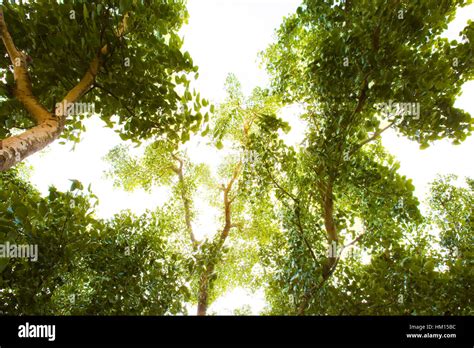 Green forest with sunlight Stock Photo - Alamy