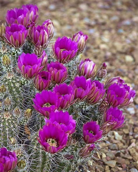 Purple Cactus flowers | wplynn | Flickr