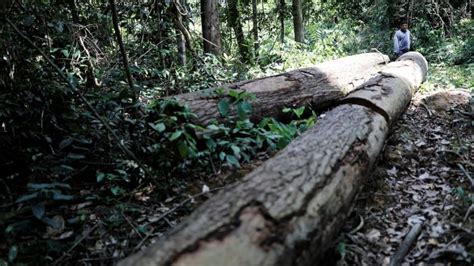 Logging and climate shifts are drastically reducing carbon storage, study says | CBC News