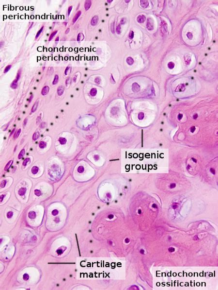 Glossary. Atlas of Plant and Animal Hystology