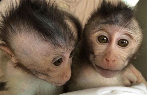 Chinese researchers create autistic monkeys