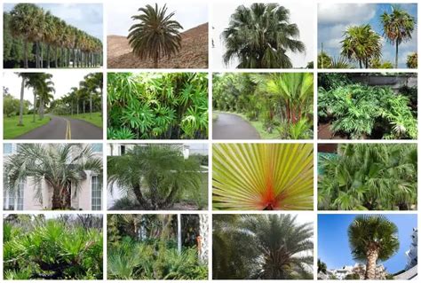 30 Types of Florida Palm Trees (Includes Native & Small)