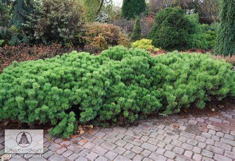 Pinus Mugo Pumilio Bonsai