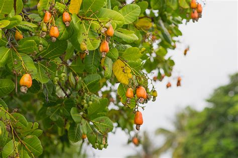 Cashew Nuts: How Cashews are Processed | FoodUnfolded