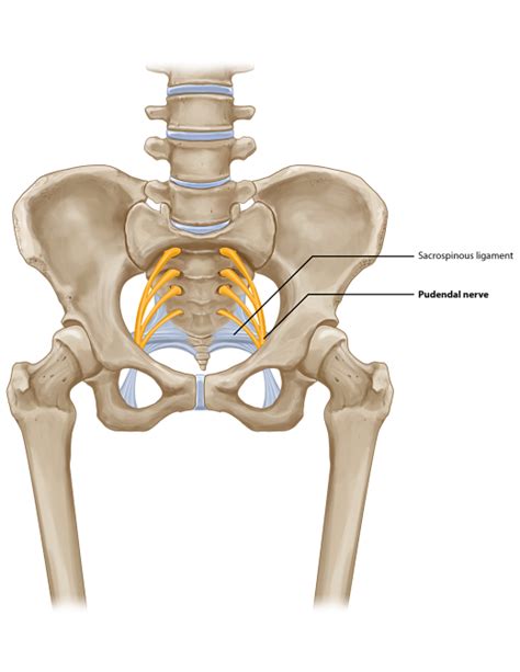 Ischial Spine Pudendal Nerve