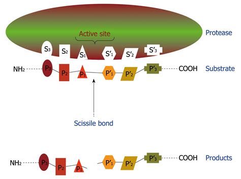 Protease expression by microorganisms and its relevance to crucial physiological/pathological events