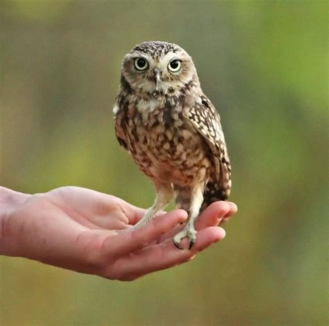 Hawk Conservancy Trust on AboutBritain.com