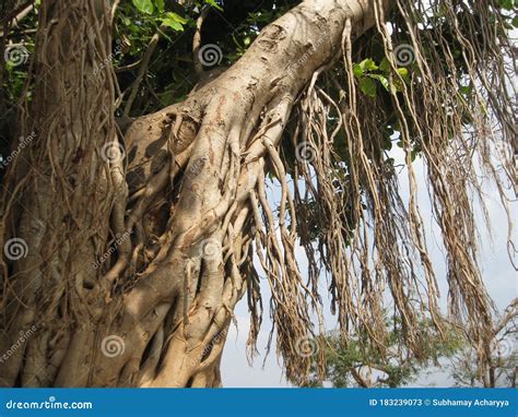 Closeup Of Banyan Tree Roots Royalty-Free Stock Photo | CartoonDealer ...