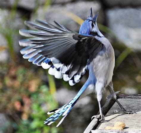 Faune et flore du pays - Le Geai bleu