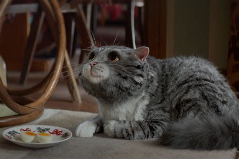 Sainsbury's releases "Mog's Christmas calamity" ad campaign